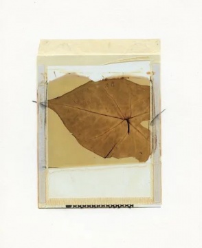 選自植物標(biāo)本系列 25 x 17 cm 59型號彩色寶麗來轉(zhuǎn)印至畫紙 1988
